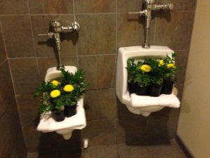 Mums for Moms and sisters in the urinals of the men's room!